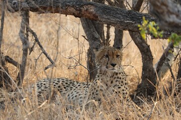 Guépard dans le parc national de Kruger 