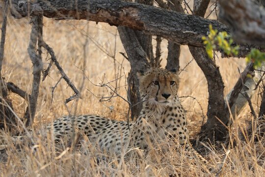 Gu&eacute;pard dans le parc national de Kruger 