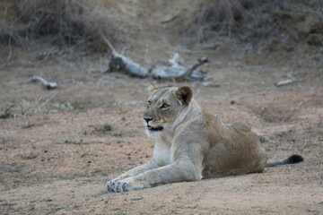 Lionne avec une carcasse - Kruger