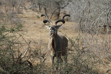 Grand Koudou - Afrique du Sud