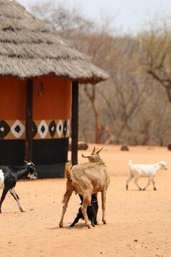 Village kompisi - Zimbabwe 