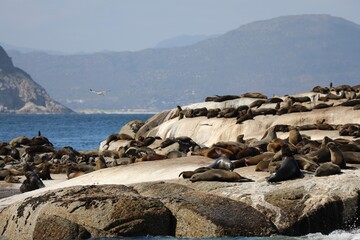 &icirc;le de Duiker - phoque &agrave; fourrure du Cap