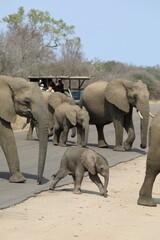 Un groupe d'éléphant traverse la route - Afrique du Sud