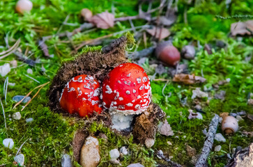 Parka muchomorów z czapką zrobioną z darni. © Artur