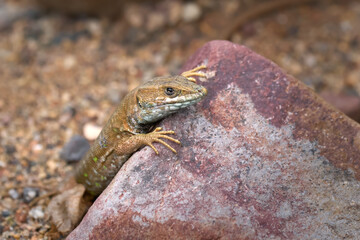 Ostkanareneidechse (Gallotia atlantica) braun mit grünen Punkten, schaut über einen Stein - nahe Betancuria, Fuerteventura