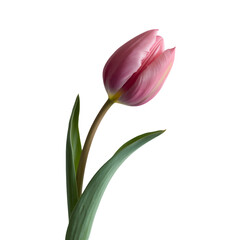 Naklejka premium Pink tulip standing tall with open petals on white background
