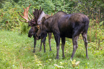 Naklejka premium Alaska Yukon Bull Moose Fighting in Autumn in Alaska