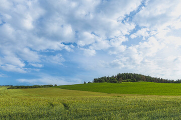 Wheat is growing on beautiful rolling hills under cloudy sky