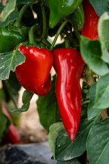 growing piquillo peppers, Artajona (Artaxoa) Merindad de Olite, Foral Community of Navarre, Spain