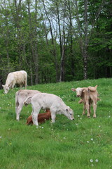 Fototapeta premium Countryside Pasture With Cows and Calf