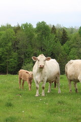 Obraz premium Countryside Pasture With Cows and Calf