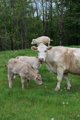 Countryside Pasture With Cows and Calf