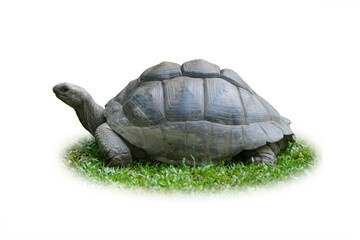 Tortoise walking side view photo Sulcata Tortoise african spurred tortoise or geochelone sulcata isolated on white background. This has clipping path.