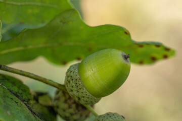 Green acorn growing on an oak tree branch in summer