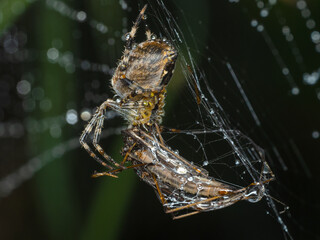 PA010408 cross orb weaver spider, Araneus diadematus, feeding on a crane fly, cECP 2024