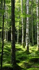 Obraz premium Lush green birch forest with dappled sunlight filtering through leafy canopies