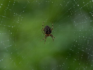 PA010422 cross orb weaver spider, Araneus diadematus, in web with rain drops, cECP 2024
