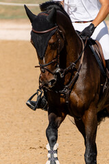 Portrait of a warmblood bay competition blaze horse and the arena