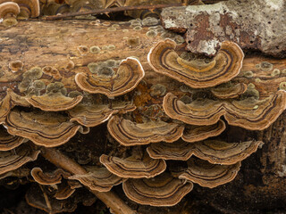PA050051 turkey tail fungi, Trametes versicolor, growing on a log, cECP 2024