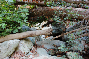 The path of the centaurs (after Cyclone Daniel) Portaria Pelion Greece