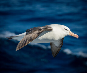 Snowy (Wandering) Albatross At Sea