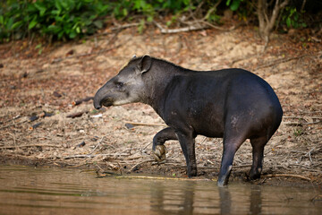 Brazilian Tapir Stepping Out of a Pond at the Water's Edge