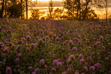 Obraz premium View for sunset evening sky from clover field with violet blossoms