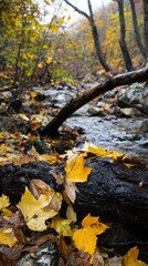 Tranquil autumn stream surrounded by vibrant foliage in a serene woodland setting