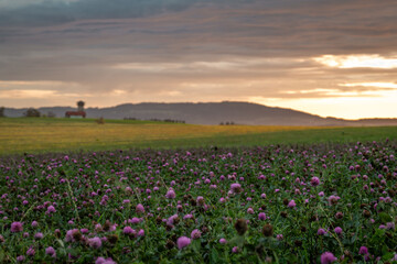 Obraz premium View for sunset evening sky from clover field with violet blossoms