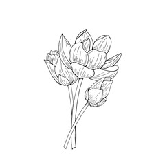 Lotus flower bouquet vector sketch illustration painted by black inks. Blooming Water Lily with buds on stem Vietnamese national flowers. For poster, cards, cosmetics packaging © Masha_tolk_art
