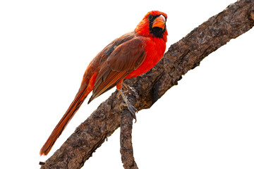 Northern Cardinal (Cardinalis cardinalis) Photo, Perched on a Transparent Isolated PNG Background