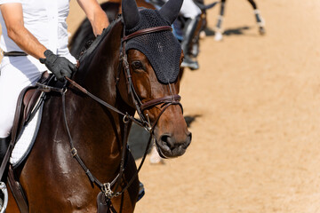 Face portrait of bay competition bay horse in showjumping