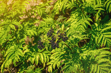 Branch of a ripe black elder in the sunlight. Colored blurred highlights. Soothing nature screensaver.