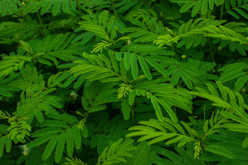 Close up of green leaves