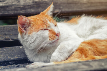 Sleepy redhead street cat lies on a wooden bench. The problem of caring for homeless animals.