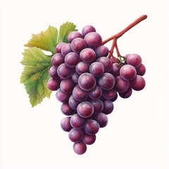 Fototapeta premium Fresh bunch of ripe purple grapes with green leaves, isolated on white background.