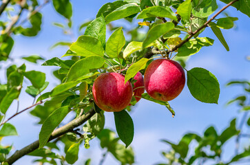 Red apples hang on tree against blue sky. Apple orchard in autumn. Fruit harvest, juice production.