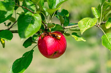 Red apple with hole hanging on branch. Wasps eat ripe apple. Apple orchard with insects in autumn. Blur