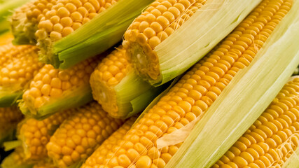 Close-up of fresh corn cobs with husks, representing harvest season and Thanksgiving, highlighting sustainable agriculture