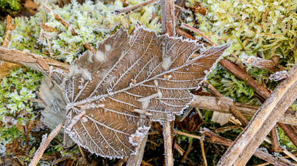Frost-covered leaf on forest floor amidst twigs and moss, symbolizing the transition into winter and environmental change