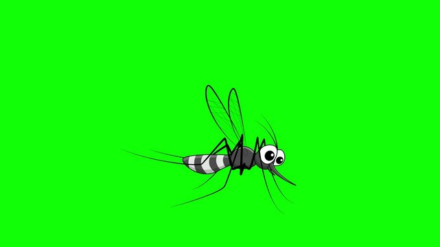 Mosquito animation video on green screen and white background, isolated cartoon mosquito.