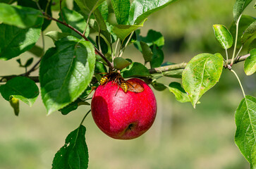 Wasps eat ripe apple. Red apple with hole hanging on branch. Apple orchard with insects in autumn.