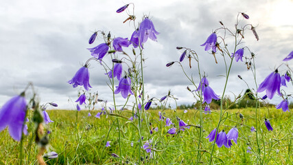 A serene meadow with vibrant purple bellflowers swaying under a cloudy sky, symbolizing tranquility...