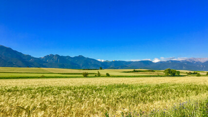 Fototapeta premium Golden wheat fields stretch under a clear blue sky with mountains in the distance, symbolizing summer harvest and tranquility