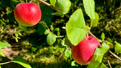 Two ripe red apples hang on a lush green tree branch, symbolizing autumn harvest and Thanksgiving celebrations