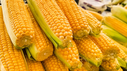 A stack of fresh corn cobs at a market symbolizes harvest season and Thanksgiving food preparations