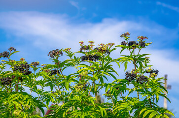 Black elder on green bush against blue sky. Autumn soothing landscape. Blurred background. Cloudy day