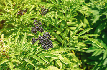 Ripe bunch of black elderberry on bush. Healthy food and cooking. Herbal treatment. Selective focus.