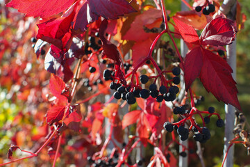 Beautiful virginia creeper (Parthenocissus quinquefolia) foliage in autumn. Blur background