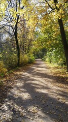 Fototapeta premium A tranquil autumn path lined with vibrant foliage in a serene forest setting